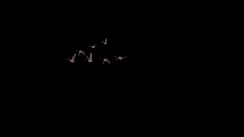 Wedge Flock of 7 Waterfowl Birds Canada Goose - Flying Transition - Side View LS - Alpha Channel 4K