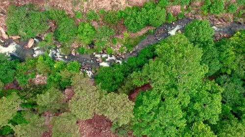 Stream Flowing Along the Forest Landscape