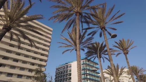 Palm tree, clear blue sky, exotic flowering plant, The Arecaceae in Spain