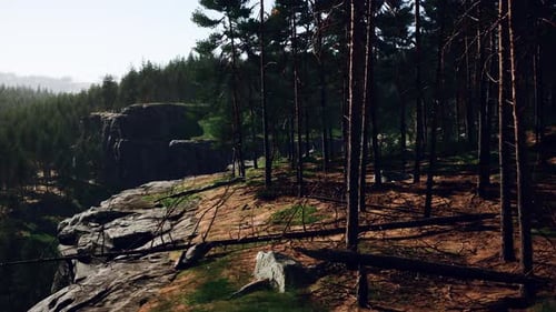 Wild Pine Trees at Dawn During Sunrise in a Beautiful Alpine Forest
