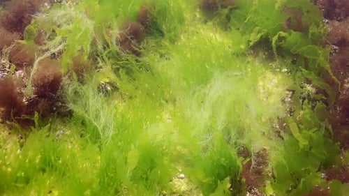 Rock reef covered with mussels and algae: Ulva, and Bryopsis, Slow motion