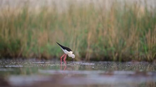 A captivating close-up of two black-winged stilts in mid-flight over a shallow wetland.