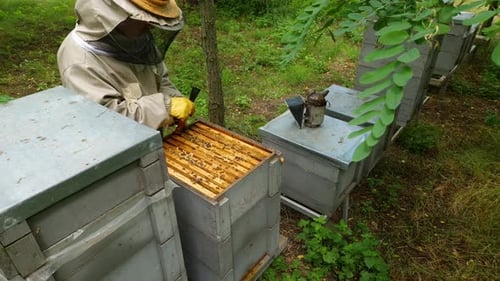 Beekeeper using smoker and takes out a frame