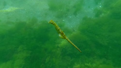 Green male seahorse with eggs swimming high above sandy seabed covered with green algae