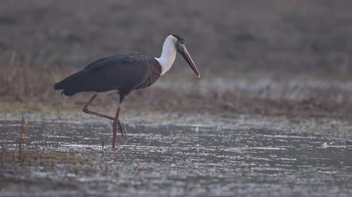 Wollhalsstorche am Morgen im Feuchtgebiet angeln