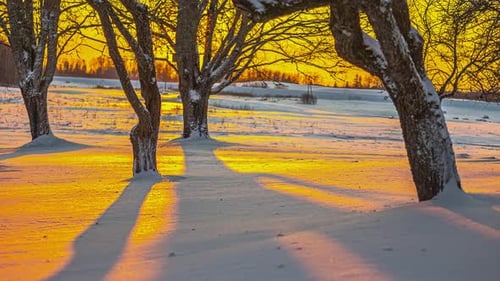 Time lapse shot of beautiful golden sunset behind Trees surrounded by frozen snow surface in winter