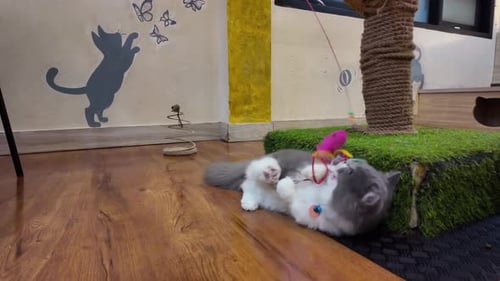 Playful Kitten Batting Toy on Wood Floor