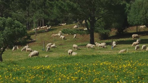 A Herd of Sheep are Grazing in a Field of Grass