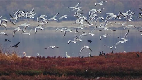 Animal Bird Seagulls In Nature Near The Sea 1