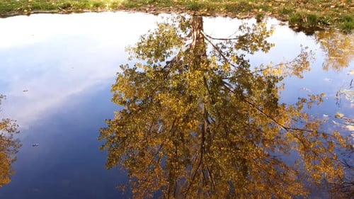 Der farbenfrohe Herbstbaum spiegelt sich im Wasser eines ruhigen Sees.