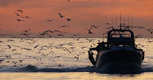 fishing boat coming back to the harbour at sunset, France