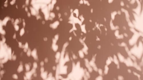 Transparent Soft Light and Shadows From Branches Plant Foliage and Leaves Sun and Shadows Gray