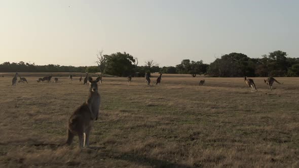 4k aerial fly-by low altitude on mob of kangaroos walking and running ...