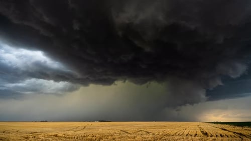Stormy Sky Over Golden Wheat Field