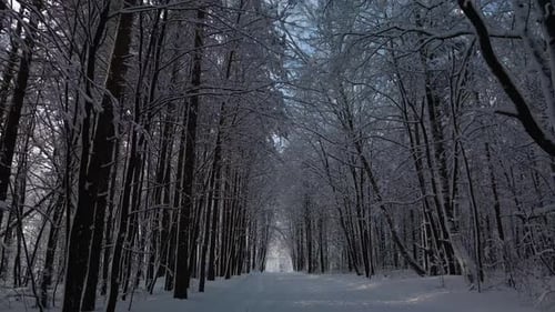 Corridor Of Winter Trees In The Forest