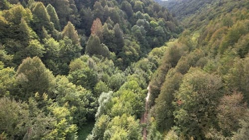 Aerial Forest Valley