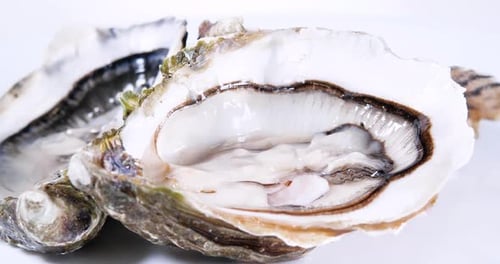 Öffnen Sie l'Authentique Oysters Rotating Background. Frische Austern, Nahaufnahme, Seitenansicht. Gesunde Meeresfrüchte.