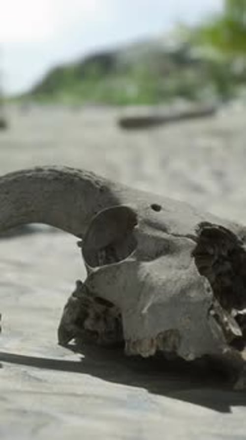 An Animal Skull on a Sandy Surface with Rocks and Plants