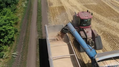 Pouring the harvested wheat grains into the trailer of a truck, aerial footage