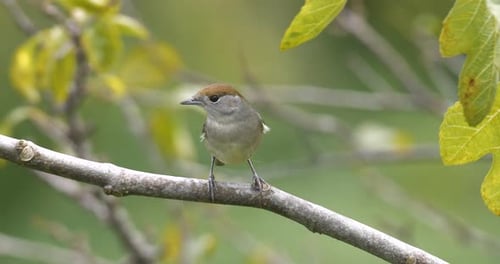 Eurasian Blackcap