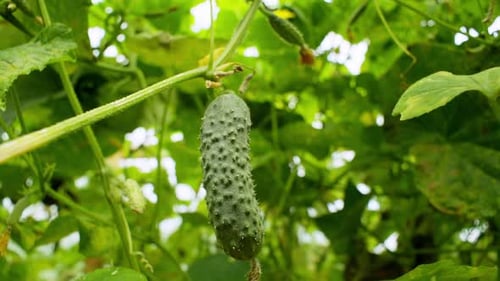 Hand Picks a Fresh Cucumber in Garden