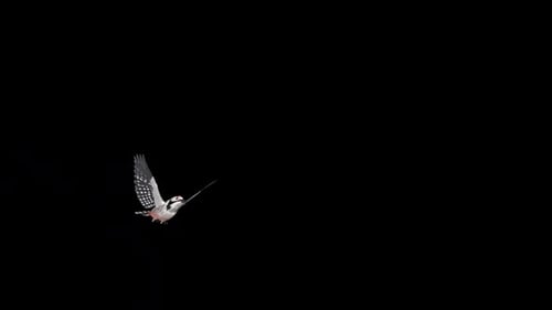 Woodpecker Bird - Black White - Flying Over Screen Transition - I - Alpha Channel
