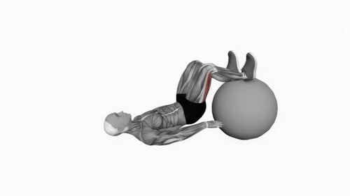 Animated Anatomy Stability Ball Hamstring Curl Exercise