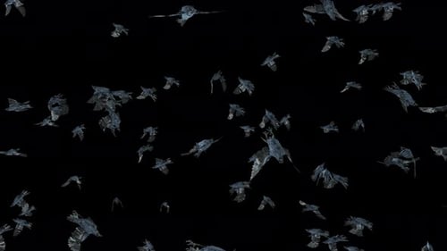 Flock of Crows Flying Across Screen with Alpha Channel