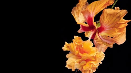 Orange Hibiscus Flower Blooming in Time Lapse