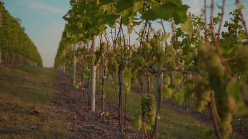 Grüne Weinreben im Weingarten bei Sonnenaufgang Landwirtschaft Landschaft Pflanze Weinberg Bauernhof Natur Wein