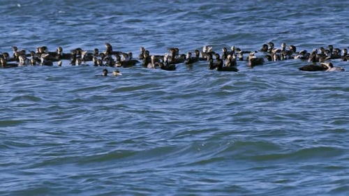 Flock Of Cormorants Hunting In Ocean Water 3