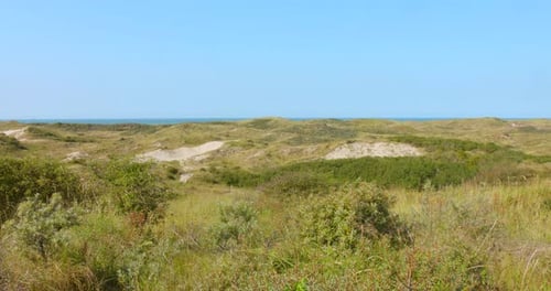 Dunes covered with dune grass.