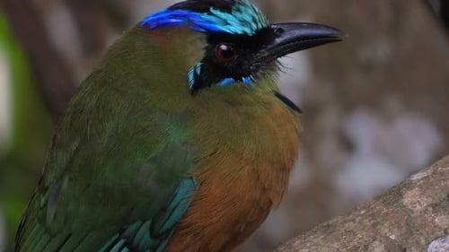 Extreme close up shot of beautiful motmot bird with distinctive plumage