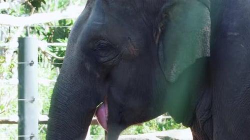 Side View Of An Elephant Feeding At The Wildlife Park Zoo During Sunny Day. - Close Up Shot