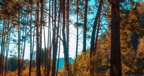 Mountain Evergreen Pine Tree Forest Timelapse at the Summer or Autumn Time Wild Nature Clear Water
