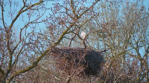 Storks in a natural environment, perched in a tree, in their nest,