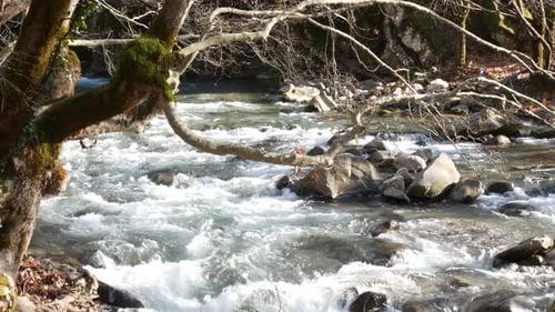 river flow in the forest