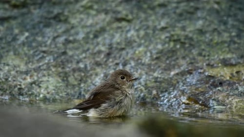Red-throated Flycatcher, Ficedula albicilla, Thailand; bathing and enjoying the fresh water in a bir