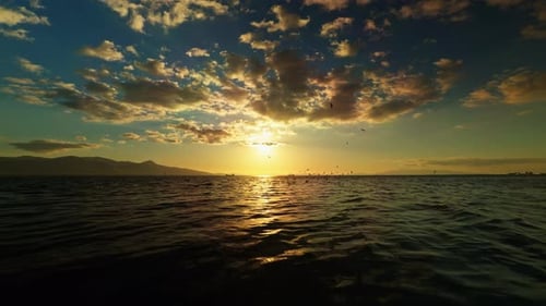 Animal Birds Seagulls Flying On City Izmir Aegean Sea 9