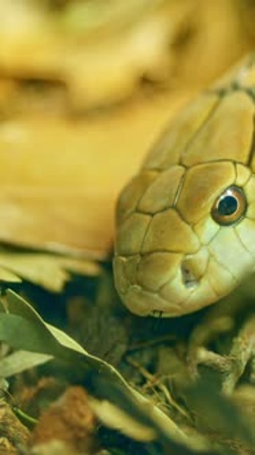 Golden King Cobra agite sa langue fourchue