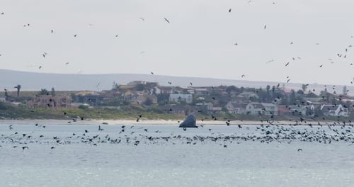 Tagsüber fliegen große Vogelschwärme über Meer und Strand mit einigen Wolken am Himmel. Einige Gebäude a