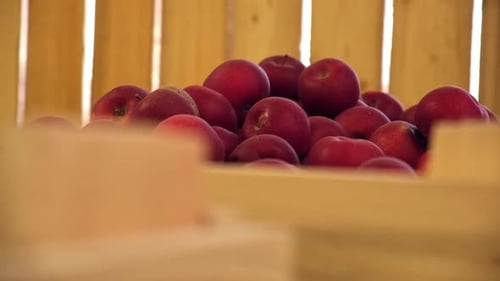 Apples in Wood Crates Ready for Shipping Cold Storage Interior Large Distribution Warehouse with