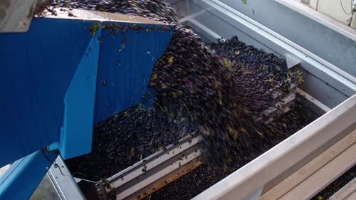 Sorting and processing fresh grapes in a winery facility during harvest season