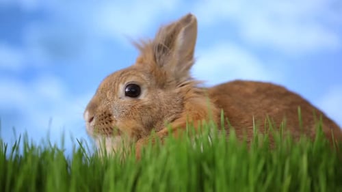 Cute Rabbit Sitting in Green Grass, Sky Background