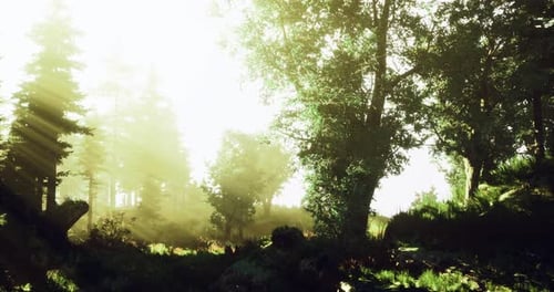 Sunlight Filters Through Trees in a Serene Forest Environment During Morning