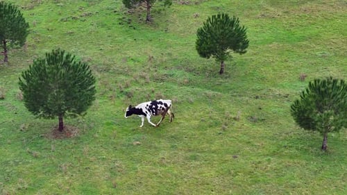 The cow is grazing in the meadow
