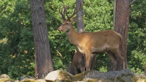 Cerf élaphe aux bois de taille moyenne debout sur des rochers. Photo prise de côté.