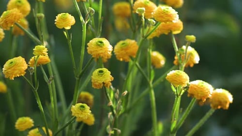 Beautiful yellow flowers sway in the wind. Green leaves in the background.