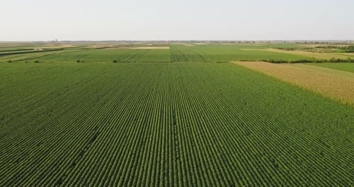 Aerial shot of green soybean crops field at agricultural farm.