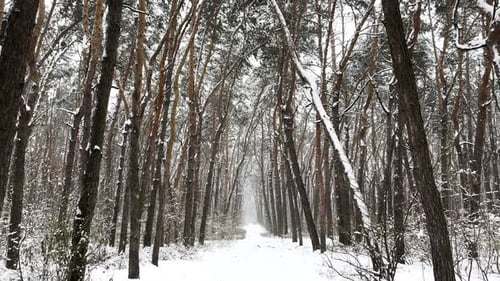 View to Long Snowy Trail at Winter Woodland Snowcovered Branches of Pine at Wild Forest Beautiful